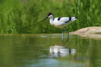 A single avocet in the water, surrounded by green vegetation, Avocet (Recurvirostra avosetta),