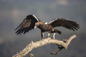 Iberian Eagle (Aquila adalberti), Spanish imperial eagle, Extremadura, Castilla La Mancha, Spain