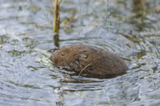 Water vole (Arvicola amphibius) adult rodent animal swimming in a pond in summer, Suffolk, England,