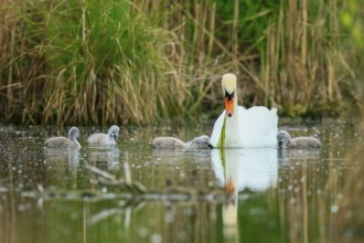 A swan in a quiet scene with its chicks on a pond, Mute Swan, (cygnus olor), wildlife, Germany