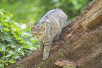 European wildcat (Felis silvestris silvestris) on an old tree trunk, Hesse, Germany