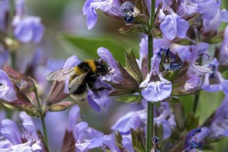 Honey bee sitting on flower, sage (Salvia), blooming, Baden-Württemberg, Germany