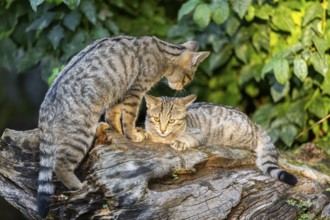 European wildcat (Felis silvestris silvestris) on an old tree trunk, Hesse, Germany