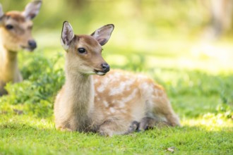 Sika deer (Cervus nippon) youngster on a meadow, Bavaria, Germany