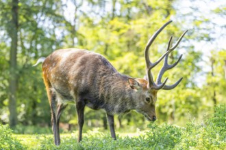Sika deer (Cervus nippon) male standing on a meadow, Bavaria, Germany