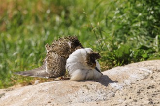 A bird resting on a sunny ground, its magnificent feathers unfurled, ruff (Calidris pugnax, syn.:
