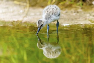 Young bird drinking water, its reflection recognisable underneath, Avocet, (Recurvirostra