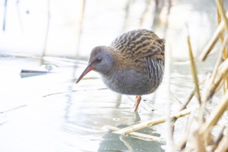 Water rail (Rallus aquaticus) Germany