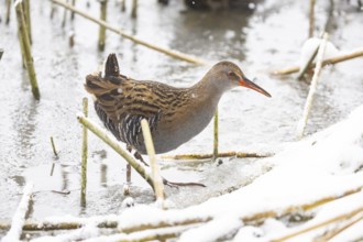 Water rail (Rallus aquaticus) Germany