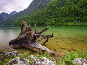 Old wooden root on the shore of the Königssee in the Berchtesgaden National Park, Schönau am