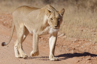 African lion (Panthera leo), lioness, adult female walking on a dirt road, animal portrait,