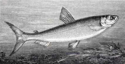 Lake Constance whitefish, Coregonus wartmanni, also known as bluefish, is a freshwater fish of the