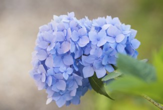 Delicate light blue flowering hydrangea in close-up with blurred, light background, green leaves,