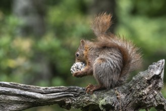Squirrel (Sciurus vulgaris) with tit dumpling, Emsland, Lower Saxony, Germany