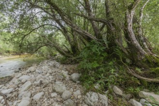A tranquil river landscape with a rocky shore overgrown with dense greenery. The scenery captures