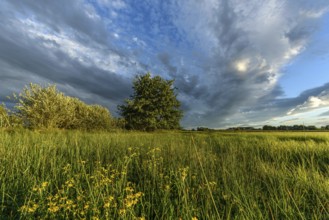 A lush field of bright yellow wildflowers stretches across the landscape. Tall grasses sway gently