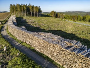 Pile of wood in a partially cleared forest area, felled spruces, with damage caused by the bark