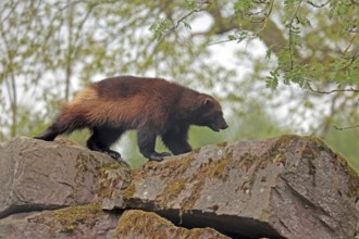 Wolverine (Gulo gulo), bear marten, strictly protected, captive