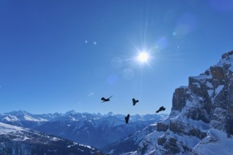 Alpine choughs (Pyrrhocorax graculus), several birds flying in front of a sunny mountain panorama,