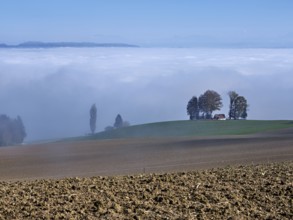 View from Schlatt to the sea of fog over the Reuss valley, Freiamt, Canton Aargau, Switzerland