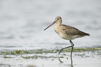 Black-tailed Godwit (Limosa limosa melanuroides) juvenile foraging at shoreline, Dornod-Aimag,