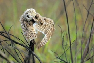 Short-eared Owl (Asio flammeus) perched on a branch, Andalusia, Spain