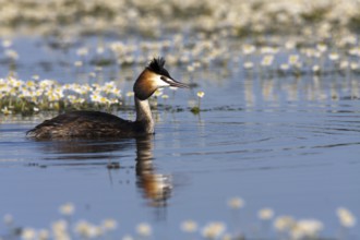 Great Crested Grebe (Podiceps cristatus), Spain