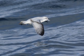 Fairy Prion (Pachyptila turtur) flying, Victoria, Australia