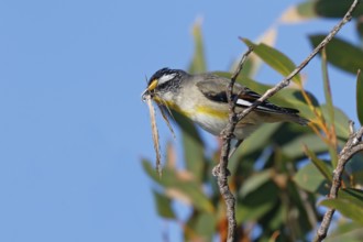 Striated Pardalote (Pardalotus striatus) perched on a branch with nesting material in beak, South