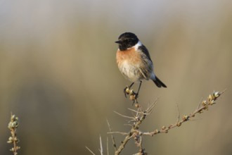 Auf dem Sanddorn sitzend... Schwarzkehlchen *Saxicola torquata*, Männchen im Prachtkleid, spätes
