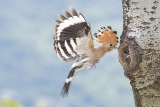 Eurasian Hoopoe (Upupa epops) feeding chick in nest hole, Aosta Valley, Italy