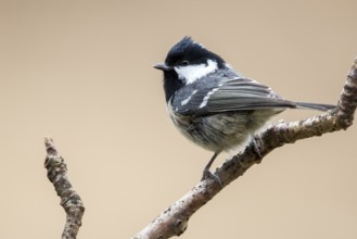 Coal Tit (Periparus ater) perched on a branch, Bialowieza National Park, Poland