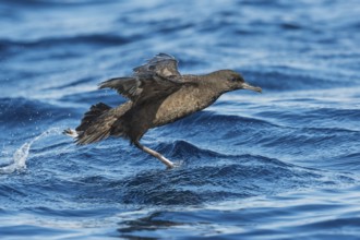 Sooty Shearwater (Ardenna grisea) flying, Eilat, Israel