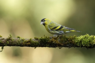 Sijs, Siskin, carduelis spinus