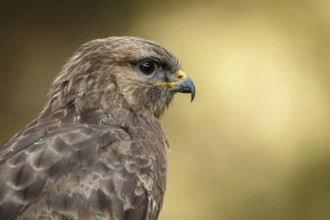 Common Buzzard (Buteo buteo), portrait, Castile and Leon, Spain