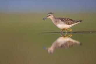 Wood Sandpiper (Tringa glareola) foraging, Poland