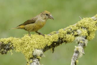 Red Crossbill (Loxia curvirostra) female, British Columbia, Canada