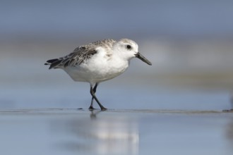 Sanderling (Calidris alba) foraging, Victoria, Australia
