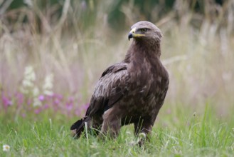 Lesser Spotted Eagle (Clanga pomarina) on grassland, Poland