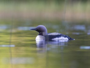 Black-throated Loon (Gavia arctica), Sweden