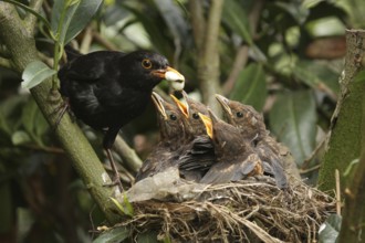 Common Blackbird (Turdus merula) juvenile male, Lower Saxony, Germany
