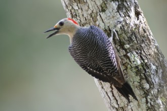 Golden-fronted Woodpecker (Melanerpes aurifrons) female calling, Guatemala
