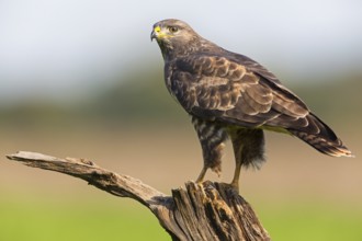 Mäusebussard, Common Buzzard, Buzzard, Eurasian Buzzard, Buteo buteo, Buse variable, Busardo