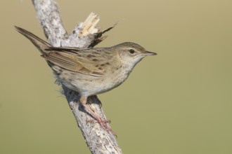 Common Grasshopper Warbler - Feldschwirl - Locustella naevia ssp. mongolicus, Kazakhstan
