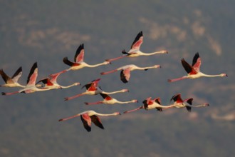 Greater Flamingo (Phoenicopterus roseus) group flying, Greece