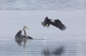 Bald Eagle (Haliaeetus leucocephalus) attacks Great Blue Heron (Ardea herodias) to steal fish prey,