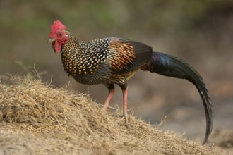 Grey Junglefowl (Gallus sonneratii) male, Kerala, India
