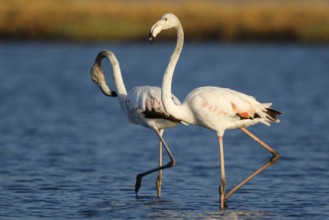 Greater Flamingo (Phoenicopterus roseus), Lesvos, Greece