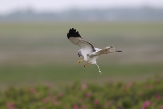 Kornweihe; lat. Circus cyaneus; adultes Männchen im Flug; schmelzend; über Dünenfuß mit blühenden