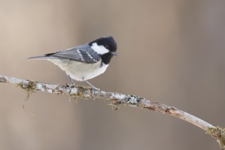 Coal Tit (Periparus ater) perched on a branch, Grisons, Switzerland